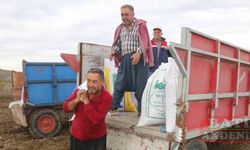 Çukurova ve Amik Ovası'nda buğday tohumları toprakla buluşuyor