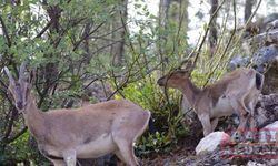 Isparta’da fotokapanlara takılan yaban hayvanlarının görüntüleri merak uyandırıyor