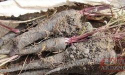 Kırıkhan siyah havucuna coğrafi işaret tescil belgesi verildi