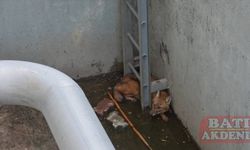 Mersin'de havuz kenarındaki boşluğa düşen çakal kurtarıldı