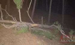 Adana'da kestiği ağaç üzerine düşen kişi öldü