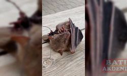 Adana'da kanadı ipe dolanmış yaralı yarasa tedaviye alındı