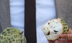 Alanya'da tropikal meyve atemoyanın üretimi de yaygınlaşacak