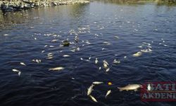 Ceyhan Nehri'nde görülen balık ölümlerinin nedeni araştırılıyor