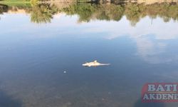 Ceyhan Nehri'nde görülen balık ölümleriyle ilgili inceleme başlatıldı