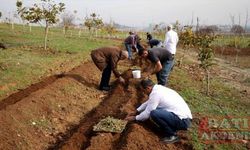 Maraş dondurmasına lezzet veren salep fideleri toprakla buluşturuldu