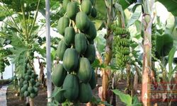 Mersin'de araştırma enstitüsündeki serada yetiştirilen papaya meyve verdi