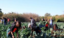 Mersin'de öğrencilerin yetiştirdiği sebzeler hasat edildi