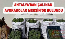 Antalya'dan çalınan avokadolar ve  3 hırsızlık şüphelisi Mersin'de yakalandı