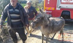Hatay'da sulama kanalına düşen eşeği itfaiye kurtardı