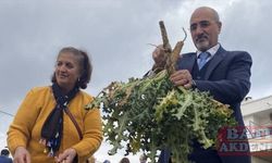 Mersin'de kadınların ektiği "şevketibostan" bitkisi hasat edildi