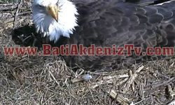 Kartal Yuvası Canlı