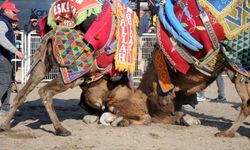 Antalya'da develer güreşti, sahipleri kavga etti