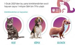 Kimliklendirilen ev hayvanı sayısı 1 milyon 584 bini aştı