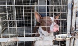 Adana'da geçen yıl 132 yasaklı ırk köpek barınağa yerleştirildi