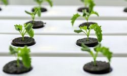 Dikey tarım yüksek su tasarrufu ve minimum karbon salımı sağlıyor