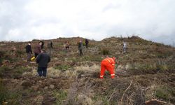 Hatay'da yangınlardan etkilenen ormanlık alanlar ağaçlandırmayla yeşerdi
