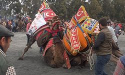 Aydın Didim'de deve güreşlerine yoğun ilgi