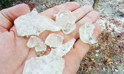 Çeşme Sakızı'nın Kıbrıs’a yolculuğu