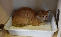 Başı cam kavanoza sıkışan kedi kurtarıldı