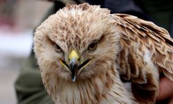 Bitkin halde bulunan kızıl şahin tedaviye alındı