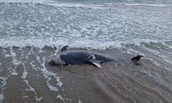 Ölü yunus sahile vurdu