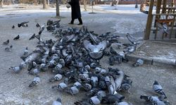 Termometrelerin sıfırın altında 25'i gösterdiği Ardahan'da esnaf güvercinleri besledi