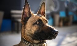 Arama kurtarma sırasında yaralanan Belçika çoban köpeği "Vira", tedavisinin ardından yavrularıyla buluştu