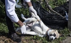 Hatay'da muayenehanesi yıkılan veteriner, yaralı hayvanların yardımına koşuyor
