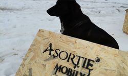 Depremden etkilenen can dostlara tam destek