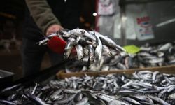 Marmara'da hamsi avcılığı 15 Nisan'a kadar durduruldu!