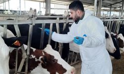 Adana'da büyükbaş hayvanlara şap aşısı yapılıyor