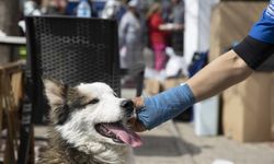 Hatay'da "Aleks" isimli köpek depremin 22. gününde enkazdan canlı kurtarıldı