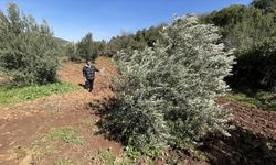 Hatay'da depremler zeytinlikte kot farkına neden oldu
