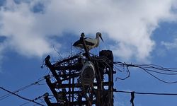 Elektrik direğindeki leylek yuvası yandı