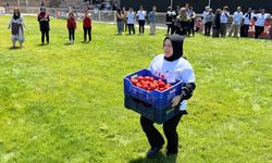 Domatesin hal fiyatı ne kadar?