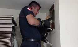 Antalya'da apartmanın havalandırma boşluğuna düşen kedi kurtarıldı
