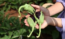 Tarımı toprakla iç içe öğrenen liselilerin el emeği buğdayları hasat edildi