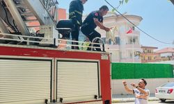 Alanya'da ağaçta mahsur kalan kedi itfaiye ekiplerince kurtarıldı