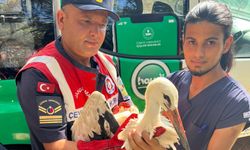 Antalya'da bitkin halde bulunan leylek tedaviye alındı