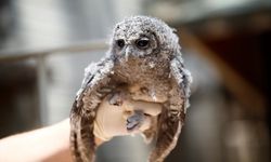 Antalya'da doğada bulunan kuş yavrularına yaşam parkında özenle bakılıyor