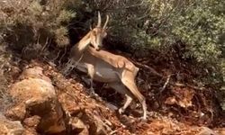 Kaş'ta yol kenarında 2 dağ keçisi görüntülendi