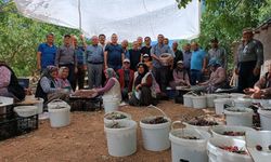 Silifke Kaymakam Abdullah Aslaner kiraz hasadına katıldı