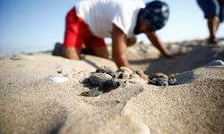 Antalya'da doğa ticareti! Caretta yavruları tehlike altında!