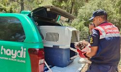Antalya'da jandarmanın bulduğu yaralı köpek tedavi edildi