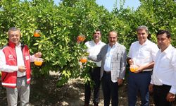 Narenciyede kalıntı sorunu kalmayacak