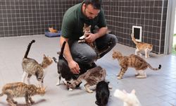 Antalya'da 6 ayda 196 kedi ve köpek sahiplendirildi