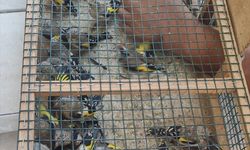 Mersin'de saka kuşu avlayan 2 kişiye 73 bin 456 lira ceza kesildi