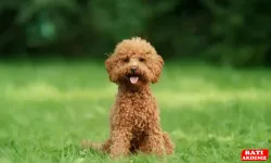 Toy Poodle hakkında merak edilenler