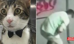 Sokaktan poşetle götürdüğü kediyi tekmeleyerek ölümüne neden olan şüpheli tutuklandı